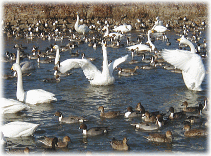 白鳥が飛来